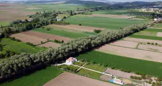 YOZGAT’IN AĞAÇ TÜNELLİ YOLU GÖRENLERİ HAYRAN BIRAKIYOR