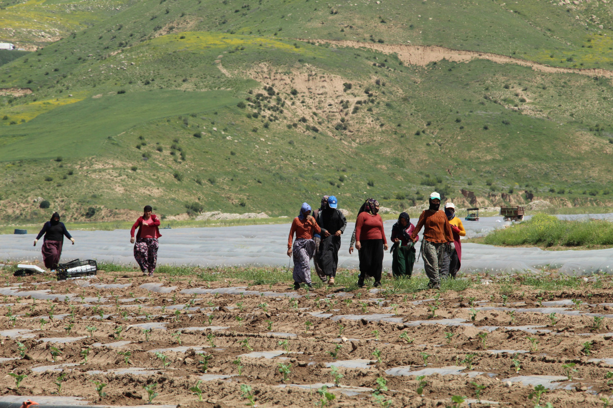 Terörün yerini huzura bıraktığı Şırnak arazileri tarımla canlanıyor