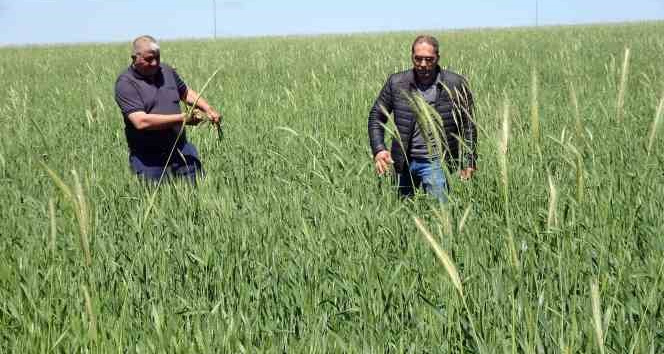 YOZGAT ÇİFTÇİSİ BUĞDAY TABAN FİATINI OLUMLU BULDU