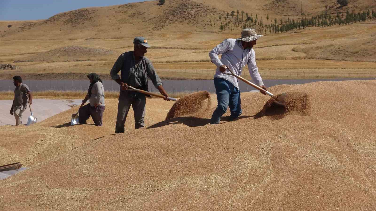YOZGAT’TA HUBUBAT ALIMINDA SÜRPRİZ REKOR