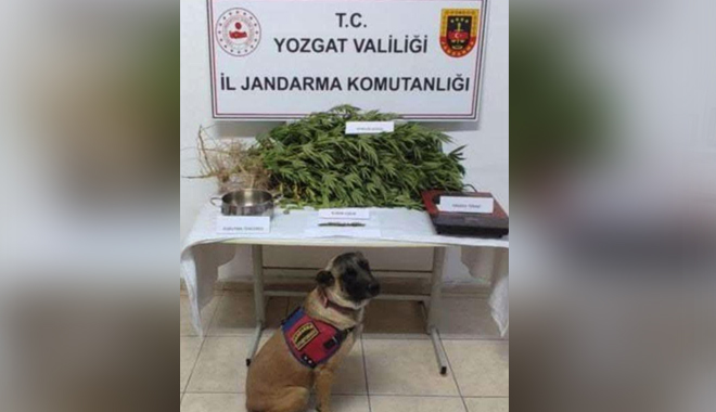 UYUŞTURUCU OPERASYONUNDA YAKALANAN ZANLI TUTUKLANDI