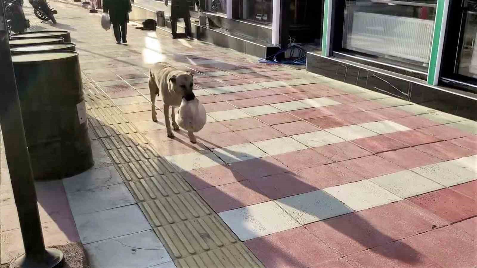 BU KÖPEK GÜNLÜK AZIKLARINI 3 AYDIR 3 YAVRUSUNA TAŞIYOR