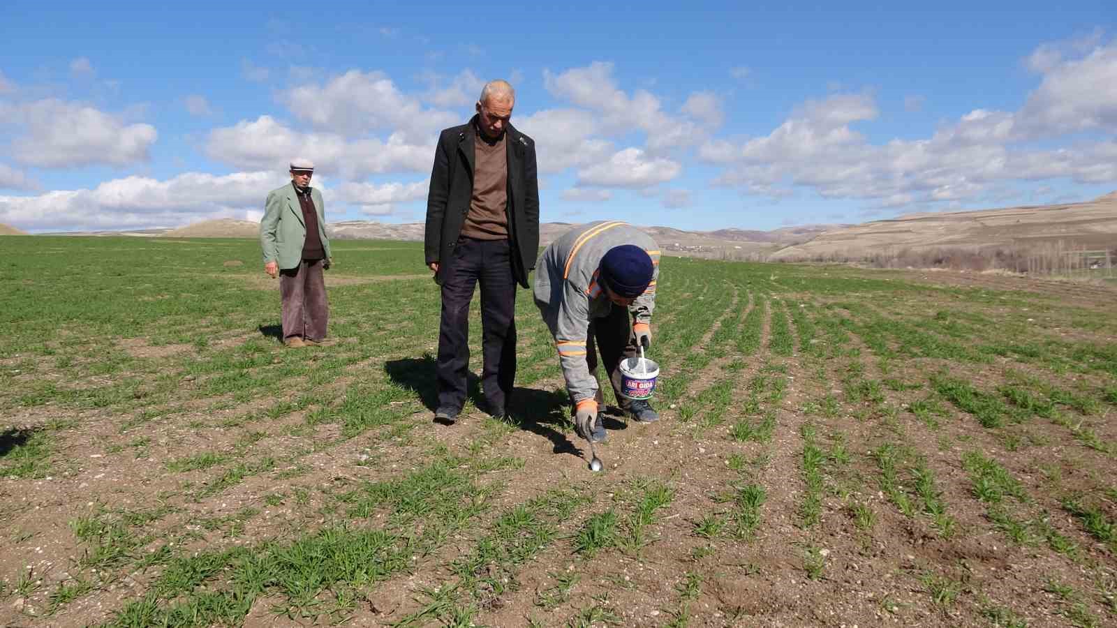 YOZGAT’TA ÇİFTÇİNİN BAŞI TARLA FARELERİYLE DERTTE
