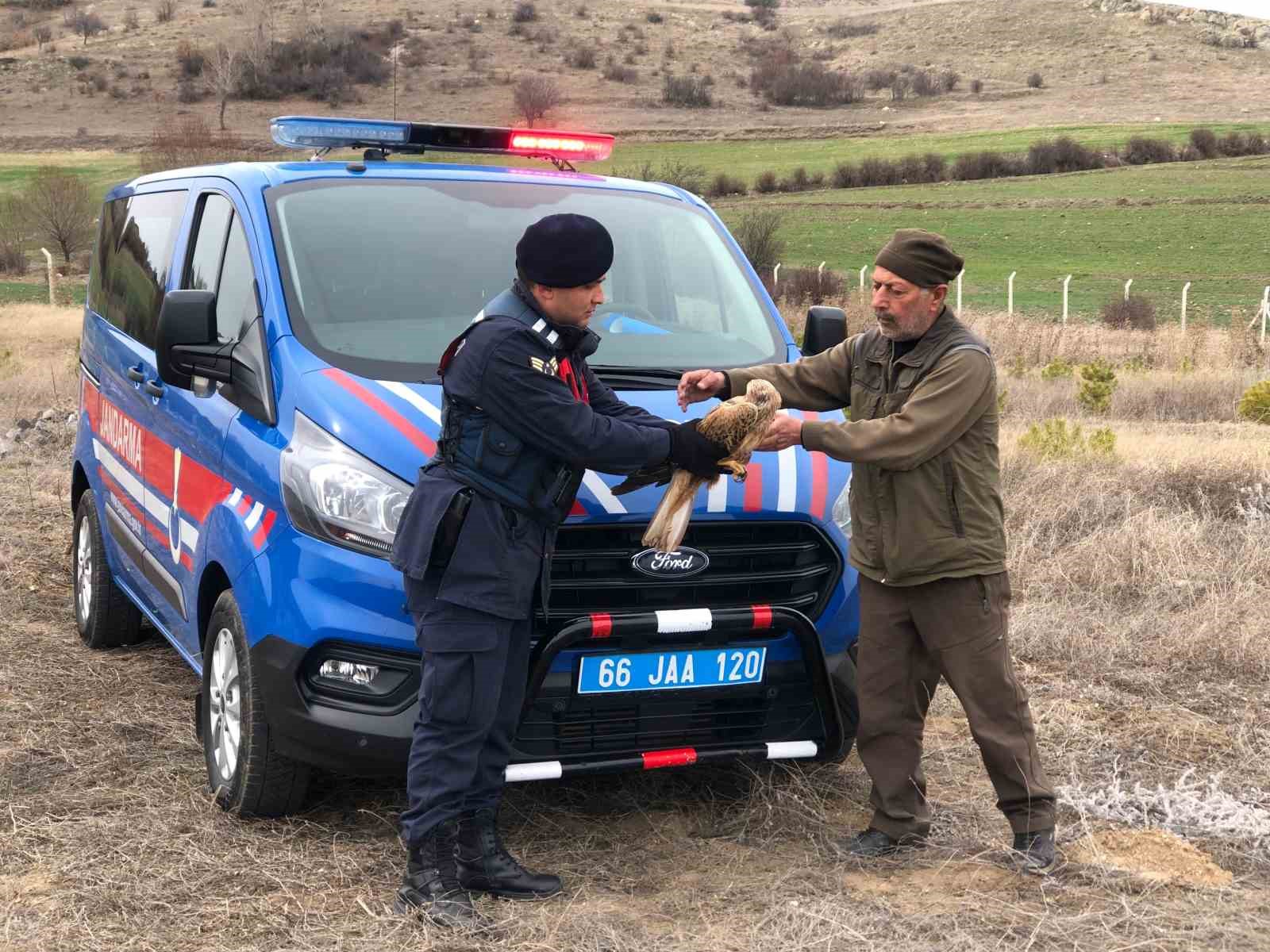 YOZGAT’TA JANDARMANIN BULDUĞU YARALI KIZIL ŞAHİN TEDAVİYE ALINDI
