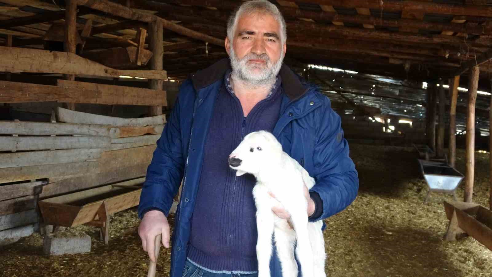 YOZGAT’TA BESİCİLER YENİ DOĞAN KUZULARLA SÜRÜLERİNİ BÜYÜTÜYOR
