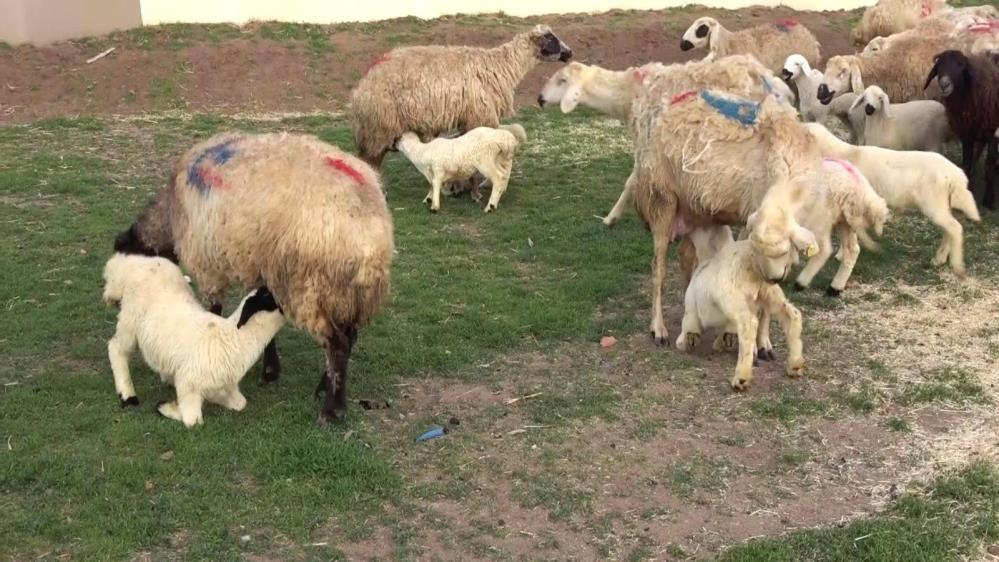 YOZGAT’TA KOYUN KUZU BULUŞMASINDA DUYGUSAL GÖRÜNTÜLER