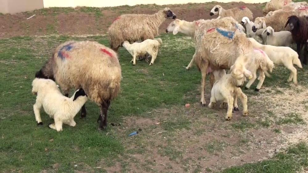 YOZGAT’TA KOYUN KUZU BULUŞMASINDA  DUYGUSAL GÖRÜNTÜLER