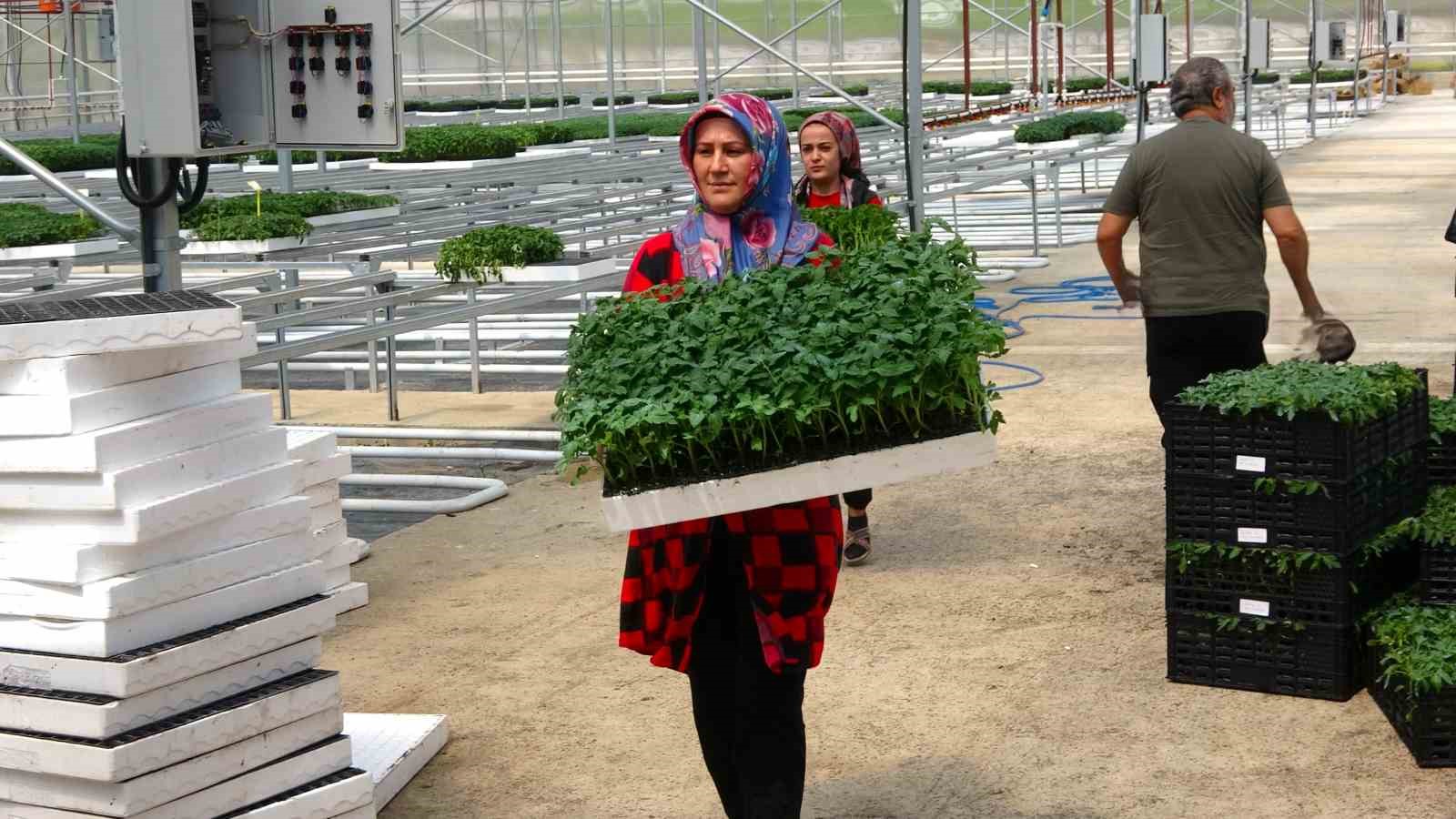 BOZKIRDA KURDUĞU SERADA 1 MİLYON FİDE ÜRETTİ