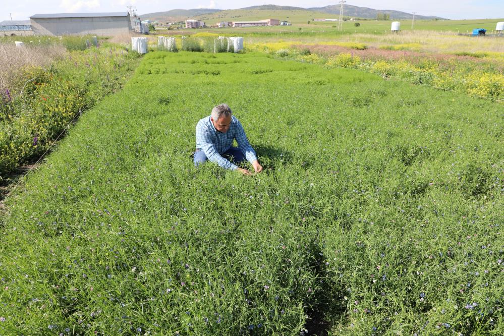 YOZGAT’IN YÜKSEK PROTEİN DEĞERLİ YEM BİTKİSİ TESCİLLENDİ