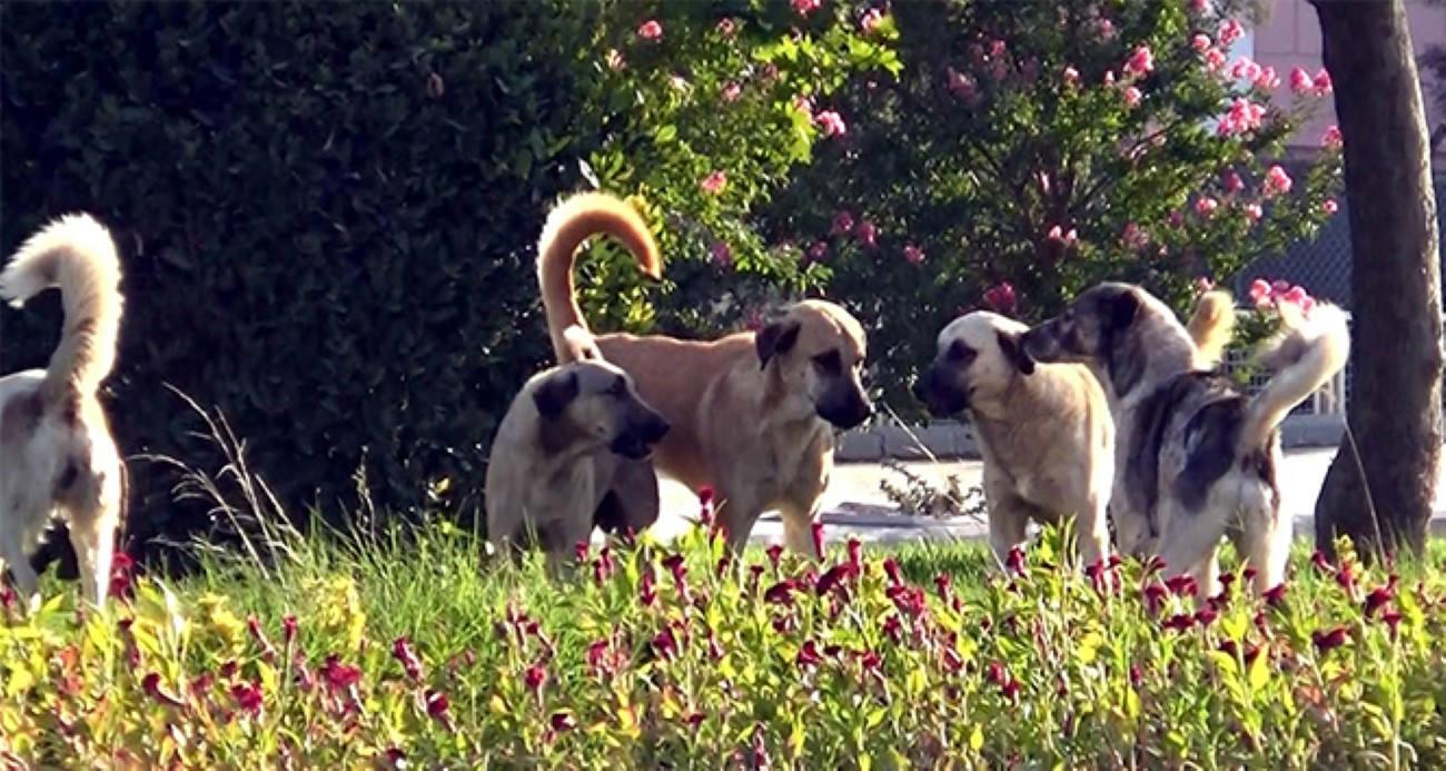 KUDUZ KÖPEKLERİ ANKARA’YA GETİREN ŞÜPHELİLER TUTUKLAMA TALEBİYLE HAKİMLİĞE SEVK EDİLDİ