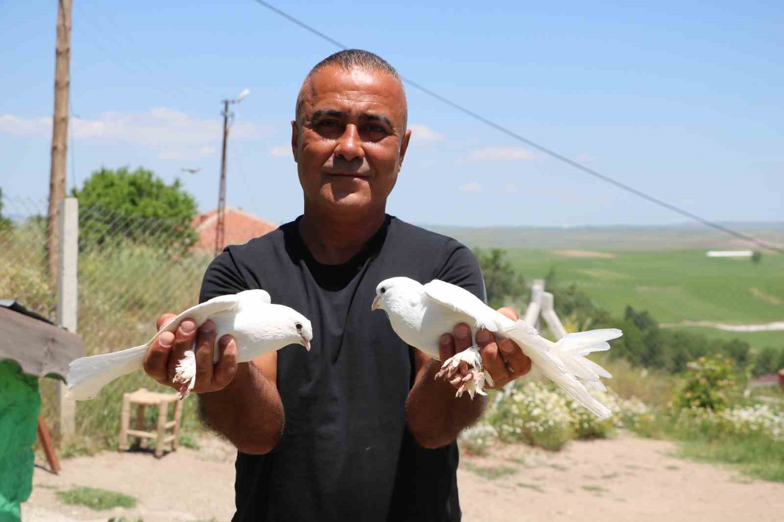 BU GÜVERCİNLERE 500 BİN LİRA VERDİLER AMA KABUL ETMEDİ