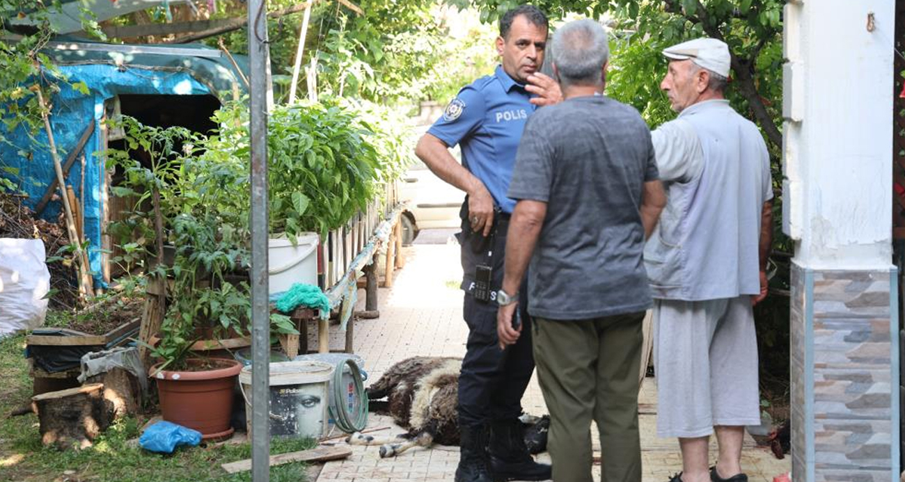ELAZIĞ’DA SOKAK KÖPEKLERİ DEHŞETİ: KOYUN VE TAVUKLARI TELEF ETTİLER, 3 KOYUNU YARALADILAR