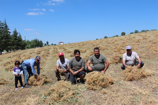 YEŞİL MERCİMEĞİN HEM ÇEŞİTLERİ,HEM DE ÜRETİMİ ARTIRILIYOR