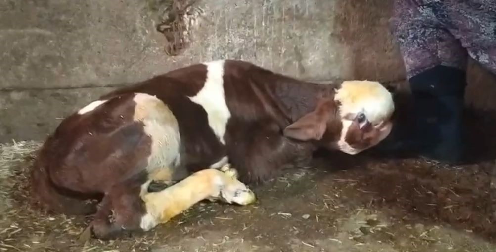 ÇEKEREKTE ŞAŞIRTAN, HİLKAT GARİBESİ BİR BUZAĞI DOĞUMU