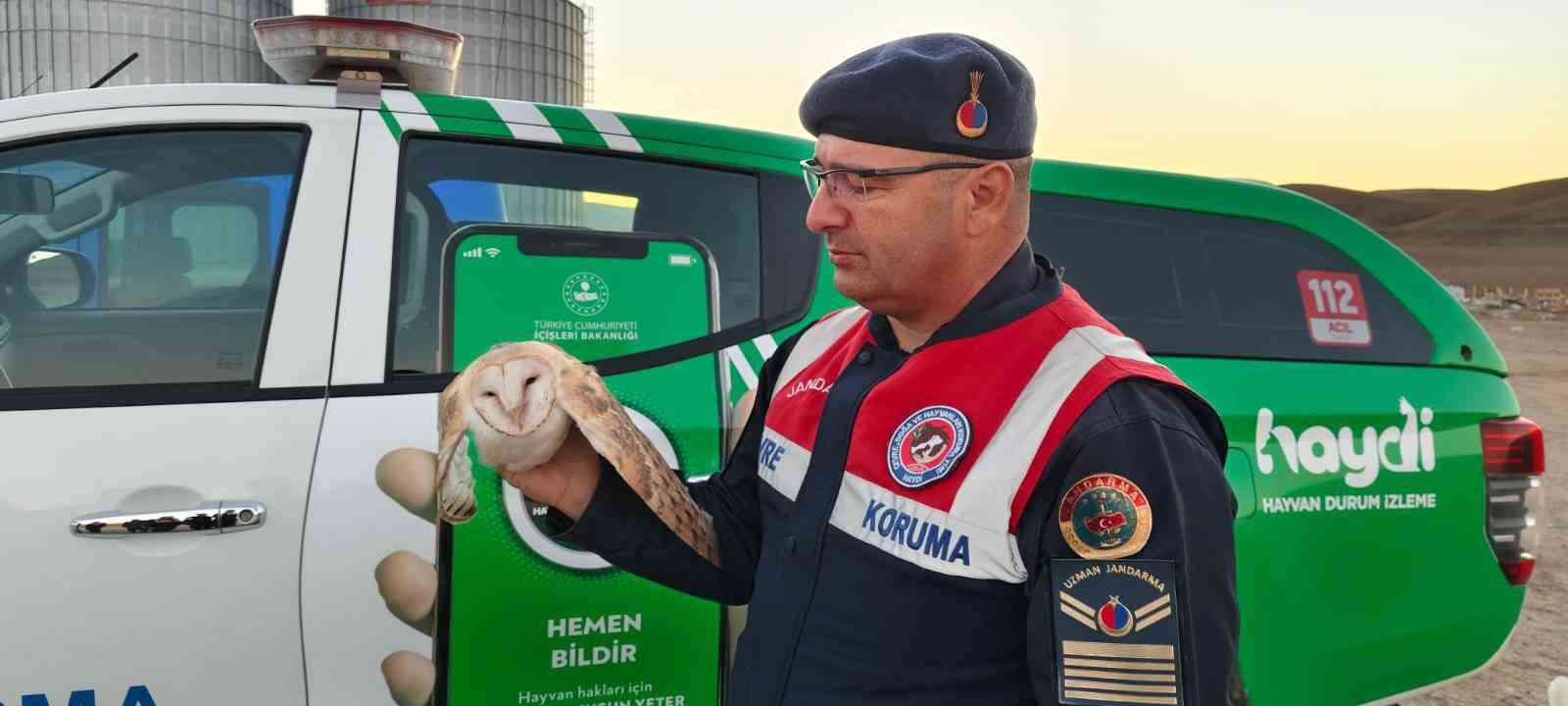 YARALI BAYKUŞ TEDAVİ EDİLİP TEKRAR DOĞAYA BIRAKILACAK