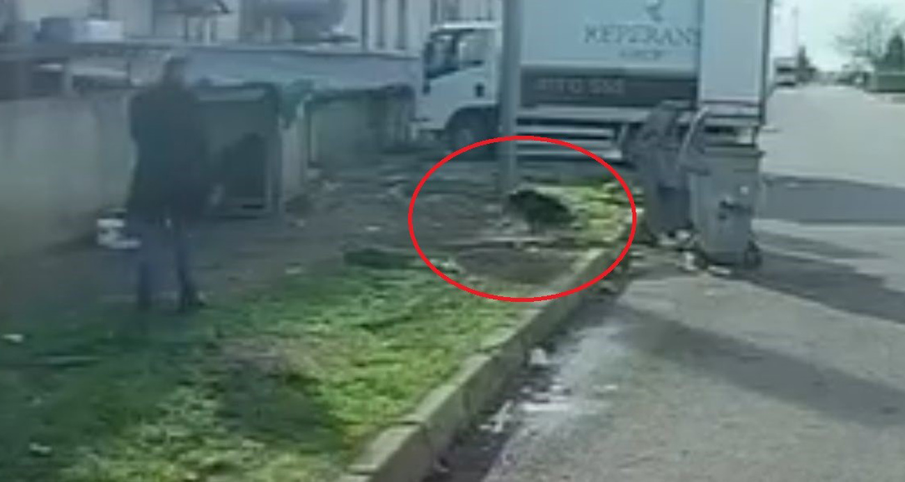 BAŞIBOŞ KÖPEĞİN SALDIRISINA UĞRADI: O KAÇTI, KÖPEK KOVALADI 