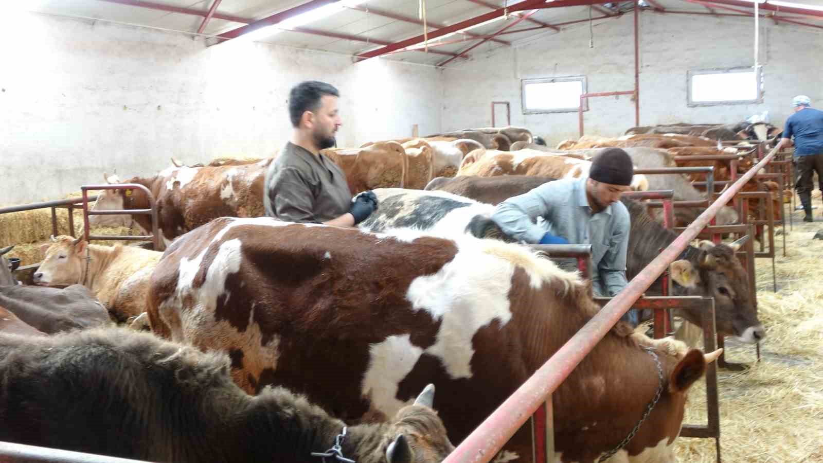 ŞAP AŞISI YAPTIRMAYAN ÜRETİCİYE 105 BİN TL CEZA UYGULANACAK