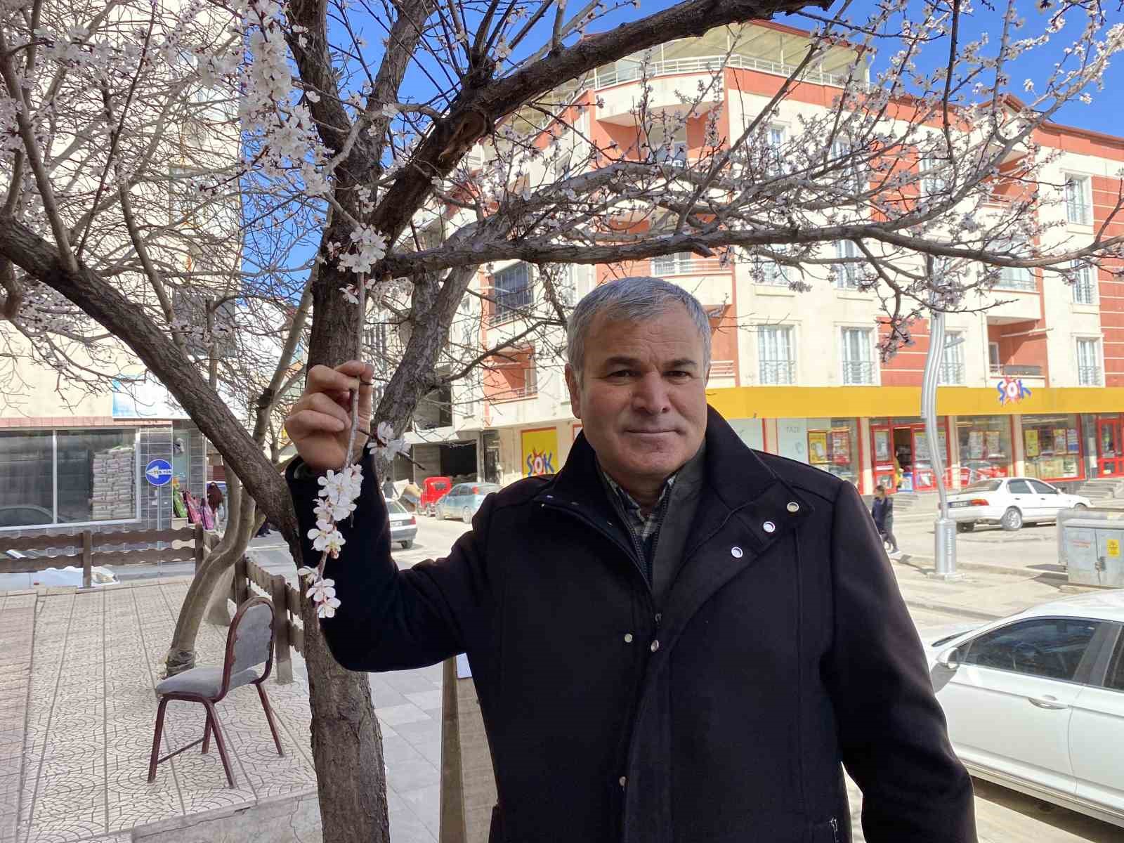 YALANCI BAHAR KAYISI AĞAÇLARINI ERKENDEN ÇİÇEK AÇTIRDI
