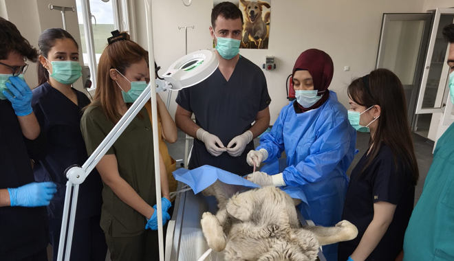 Sahipsiz köpekler veteriner fakültesinde kısırlaştırılıyor