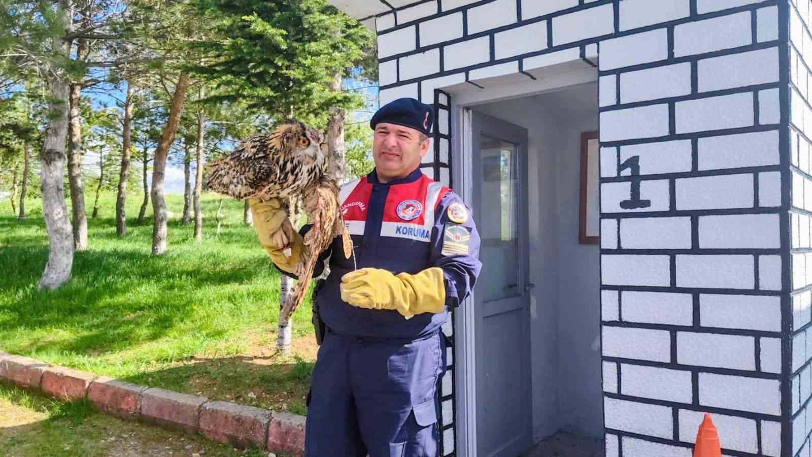YARALI PUHU KUŞU TEDAVİ ALTINA ALINDI