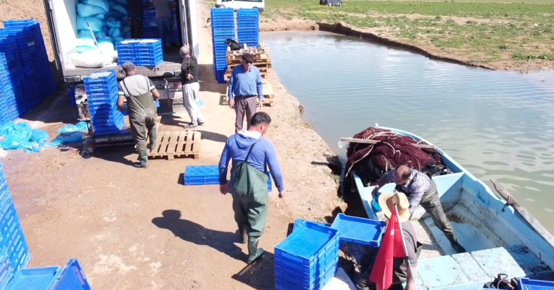 Denize kıyısı olmayan yozgat’taki gümüş balıkları avrupalılara çerez oluyor