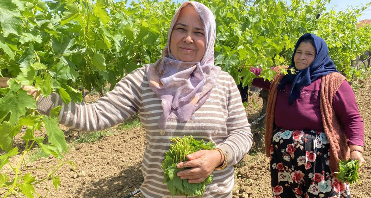 YAPRAĞI MEYVESİNDEN DAHA ÇOK KAZANDIRIYOR