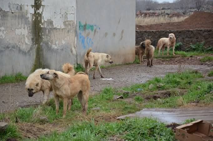 Yozgat köylerindeki sahipli köpeklere mikroçip kimliği