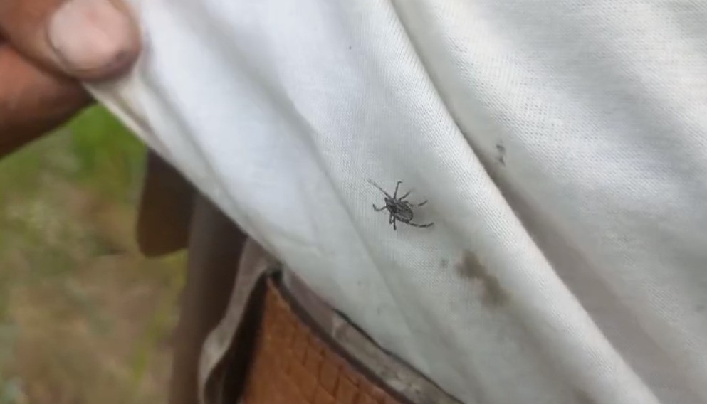 Havalar ısındı..yozgat’ta keneler yeniden başgösterdi