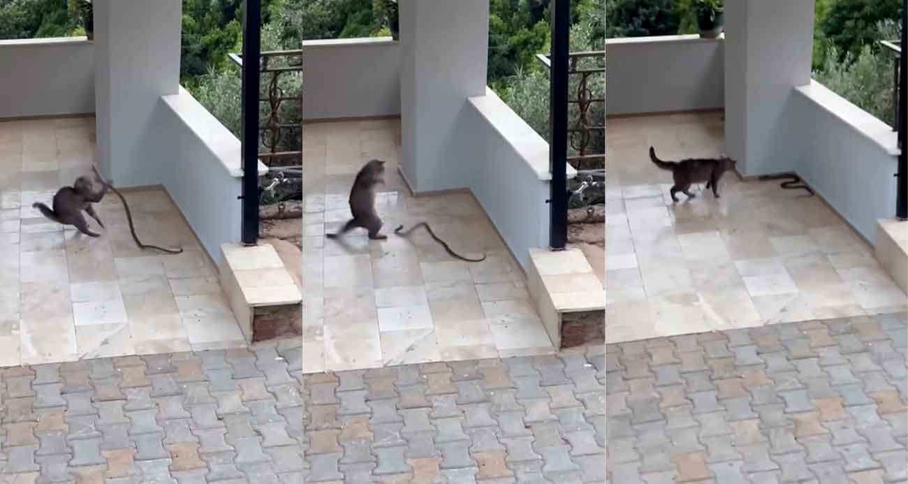 ALANYA’DA YILANA KAFA TUTAN KEDİ