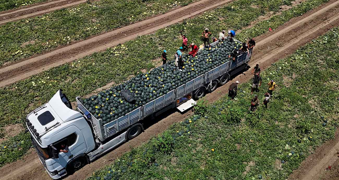 ADANA’DA KARPUZUN TARLADA KİLOGRAM FİYATI 2,5 LİRAYA KADAR GERİLEDİ