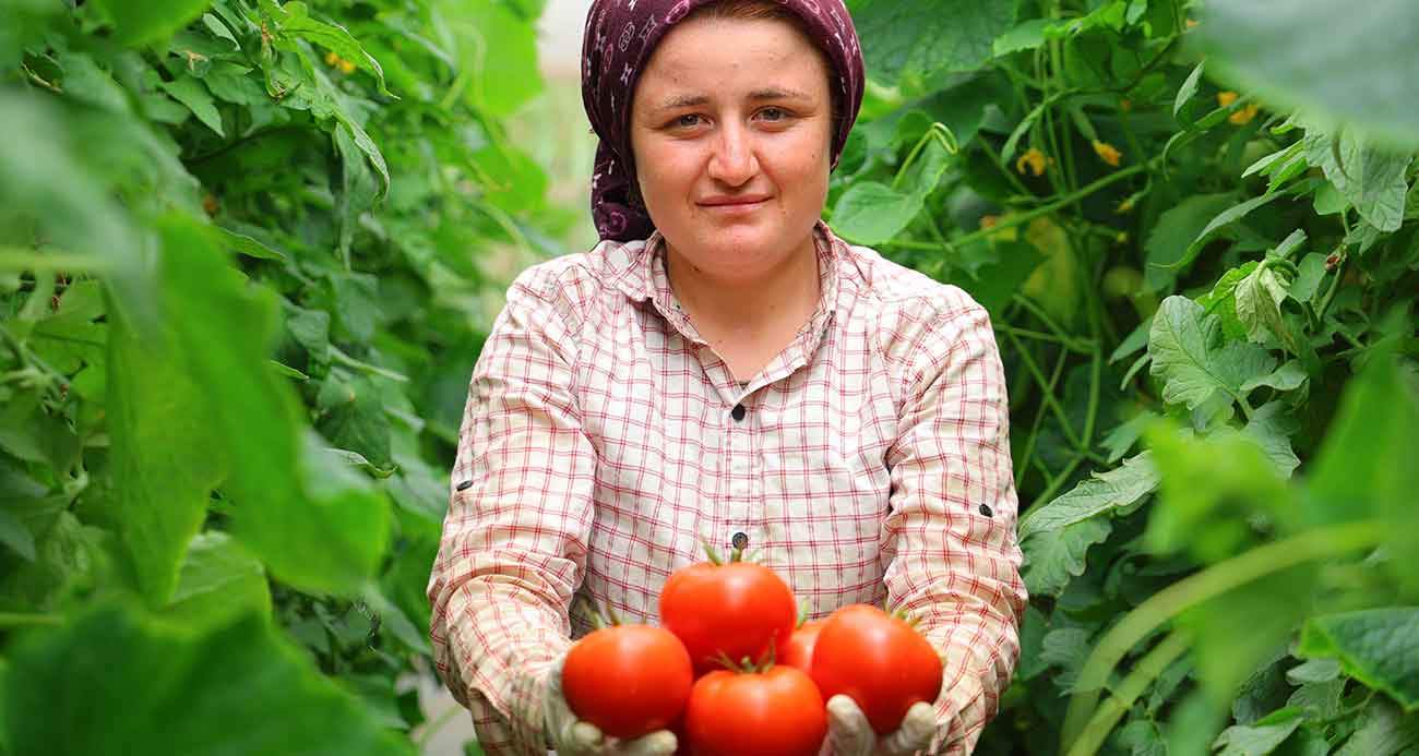 : HER MEVSİM DOMATES ÜRETİMİ BÖLGEYE KATKI SAĞLIYOR 
