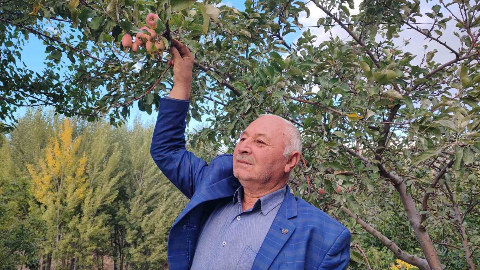 AĞUSTOSTA ÇİÇEK AÇAN ELMA VE ARMUT AĞAÇLARI EKİMDE MEYVE VERDİ