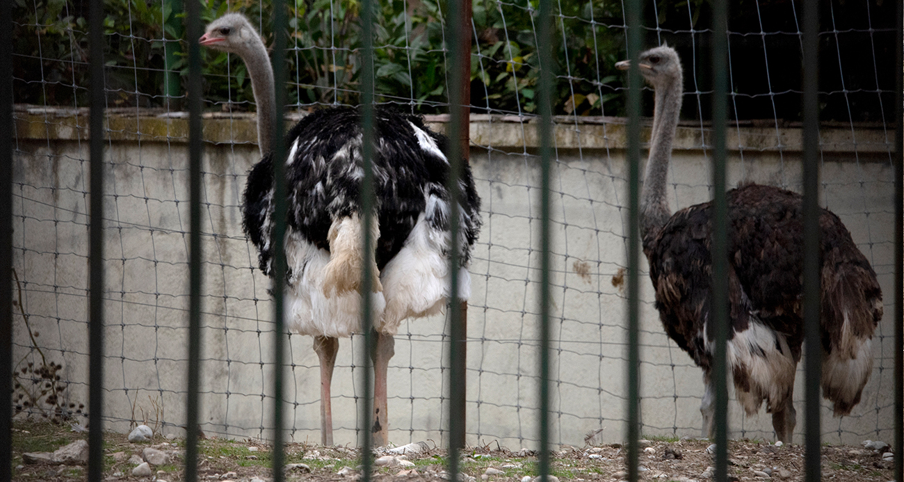 İSPANYA'DA KUŞ GRİBİ ALARMI: YÜKSEK RİSKLİ BÖLGELERDE KÜMES HAYVANLARI KAPALI TUTULACAK