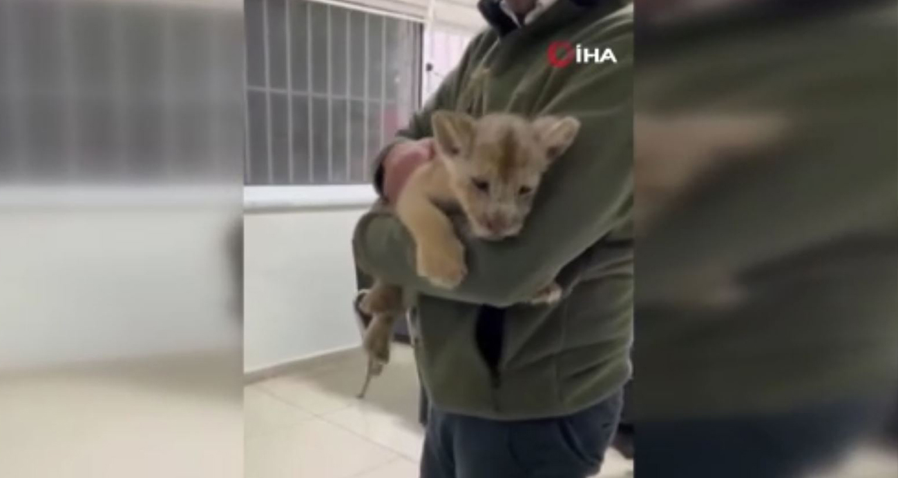 YASA DIŞI YOLLA GETİRİLEN AFRİKA ASLANI YAVRUSUNA EL KONULDU