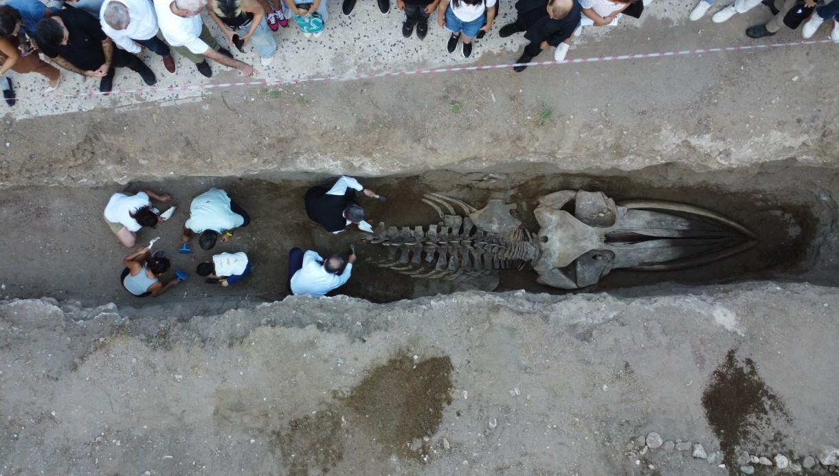 HEYECANLANDIRAN KEŞİFTE 16 METRELİK BALİNANIN KEMİKLERİ BİRLEŞTİRİLMEYE BAŞLANDI
