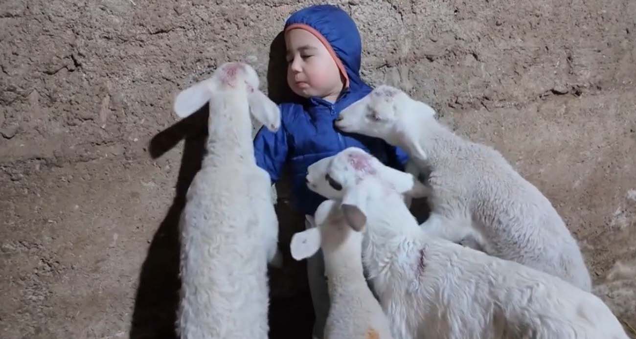 KUZULARIN ARASINDA KALAN MİNİK YUSUF’UN TATLI HALLERİ GÜLÜMSETTİ 