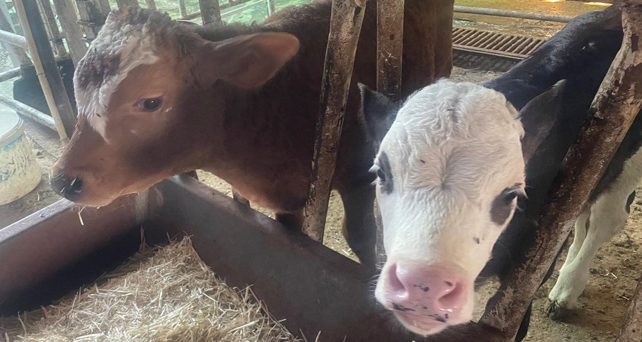 ABD TARIM BAKANLIĞI: &QUOT;TÜRKİYE’DE YILLIK 400-500 BİN BUZAĞI ÖLÜMÜ OLUYOR&QUOT; 