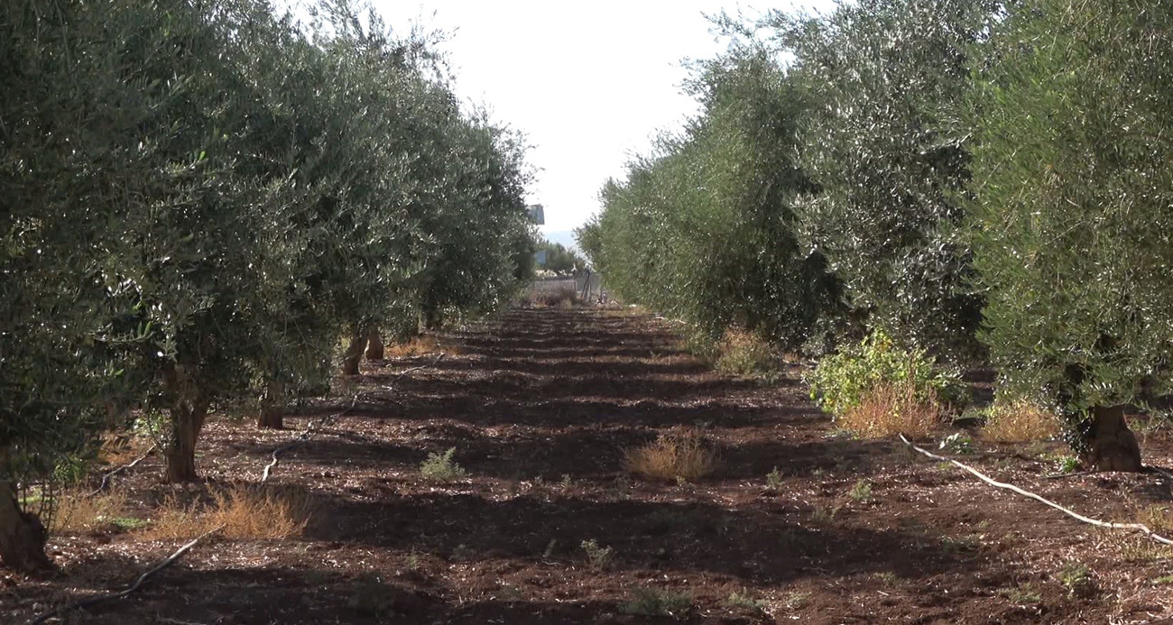 İDİL’DE ZEYTİNİ DON VURDU 