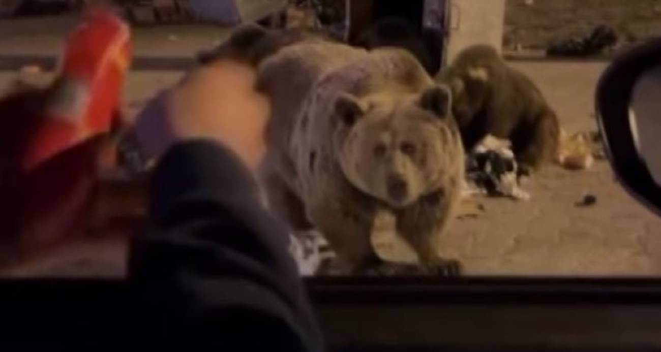 ULUDAĞ’DA AYI AİLESİNE SUCUK ZİYAFETİ ÇEKERKEN SALDIRIYA UĞRADI 