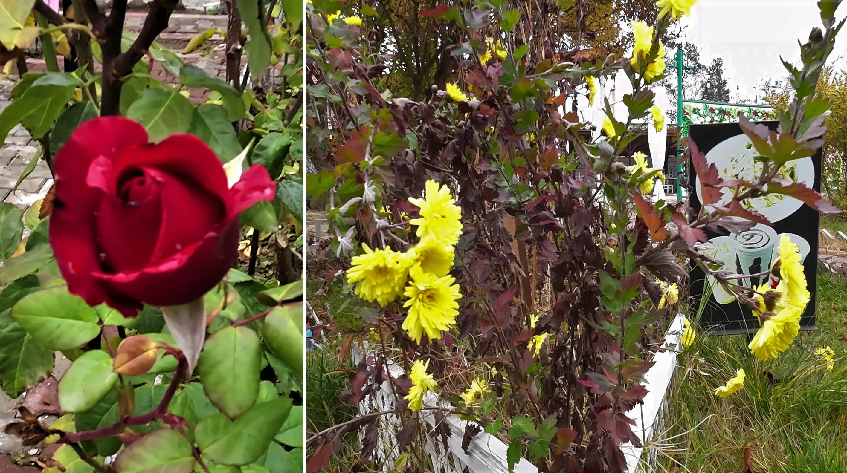 ŞEFAATLİ İLÇESİNDE YALANCI BAHAR! BAHÇELERDE ÇİÇEKLER AÇTI