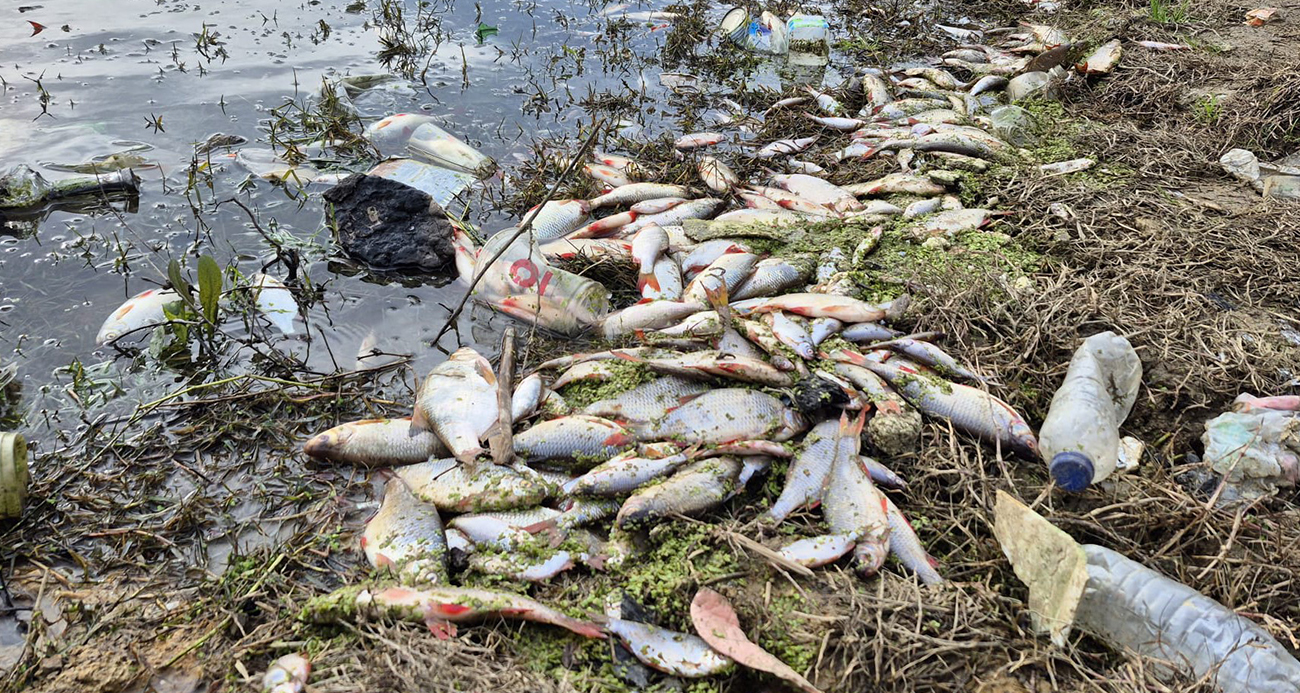 EYÜPSULTAN’DA GÖLETTE YOSUN PATLAMASI: ÇOK SAYIDA BALIK TELEF OLDU