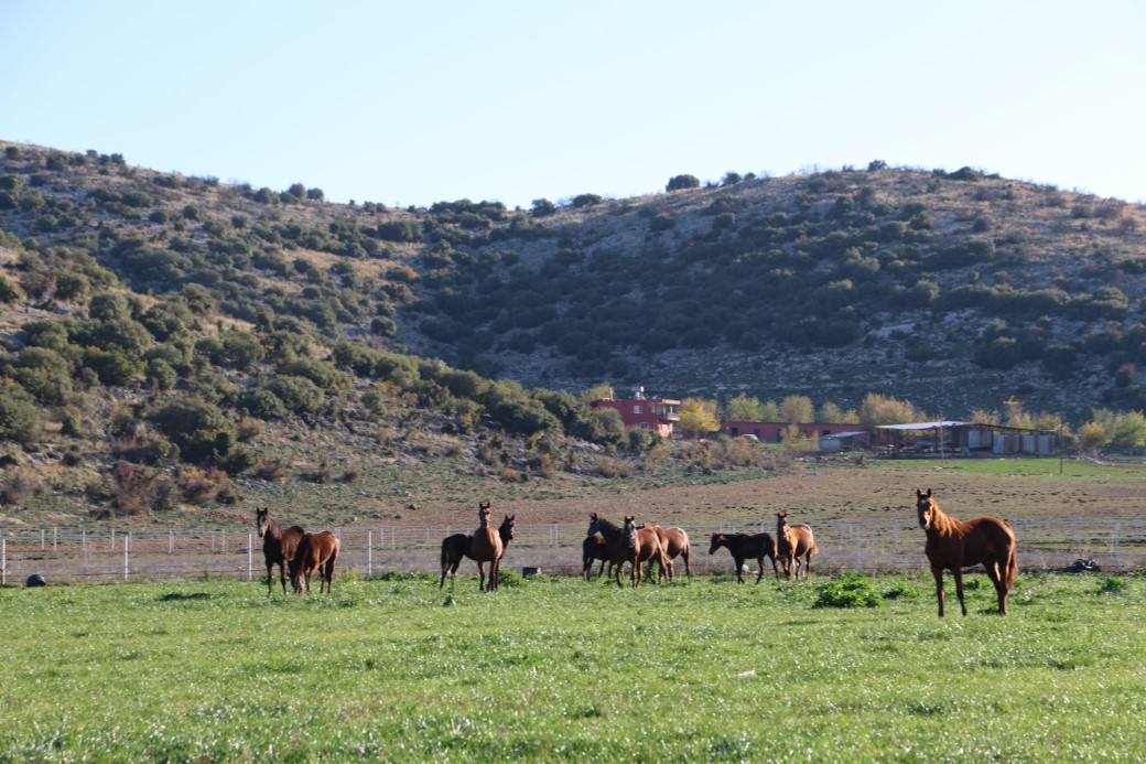 ADANA MİLYONLUK İNGİLİZ VE ARAP ATLARININ YETİŞME ALANI OLDU 