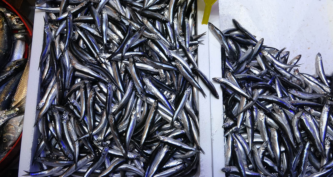 TÜRKİYE’NİN HAMSİ İHRACATINDA AVRUPA ÜLKELERİ İLK SIRADA