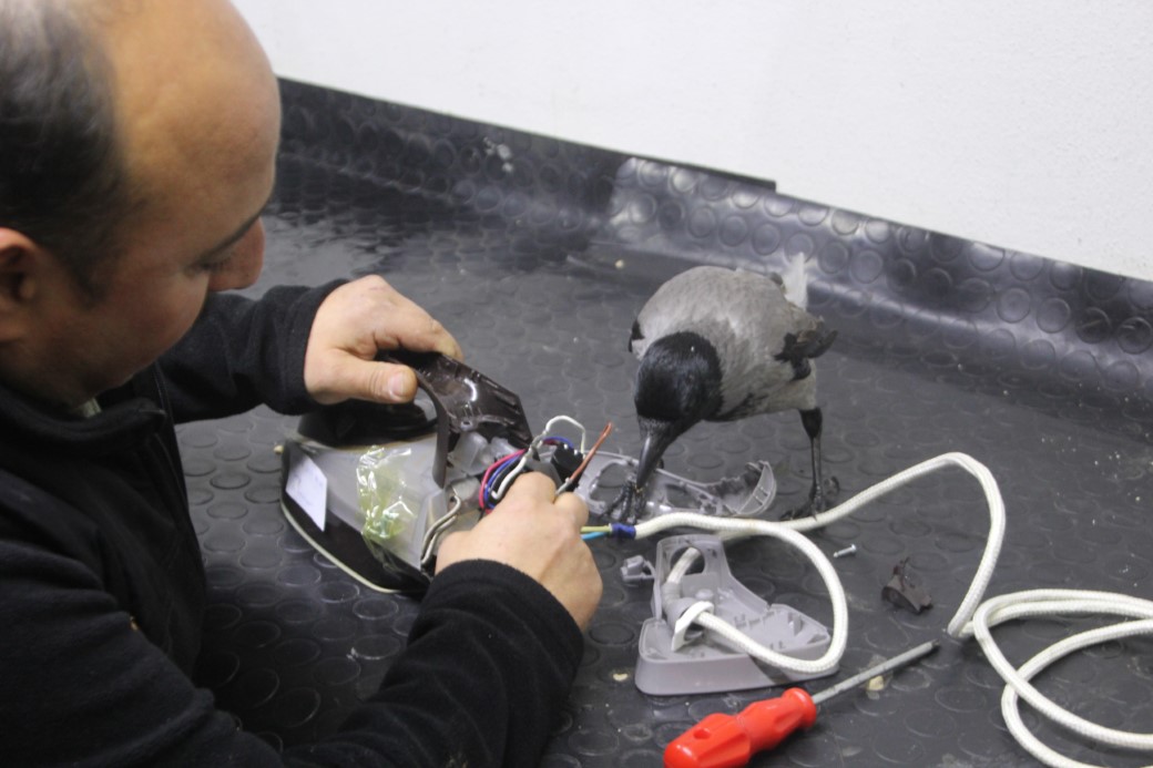 TAMİRCİ ÇIRAĞI KARGA 