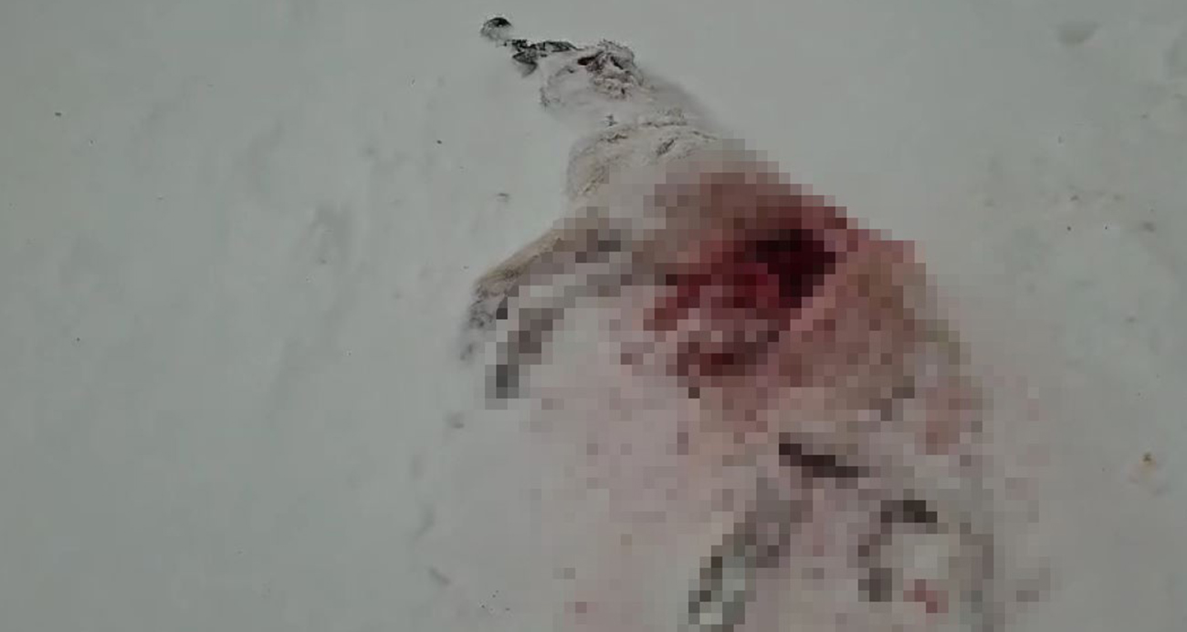 DAĞDA AÇ KALAN KURTLAR KÖYÜN KABUSU OLDU 