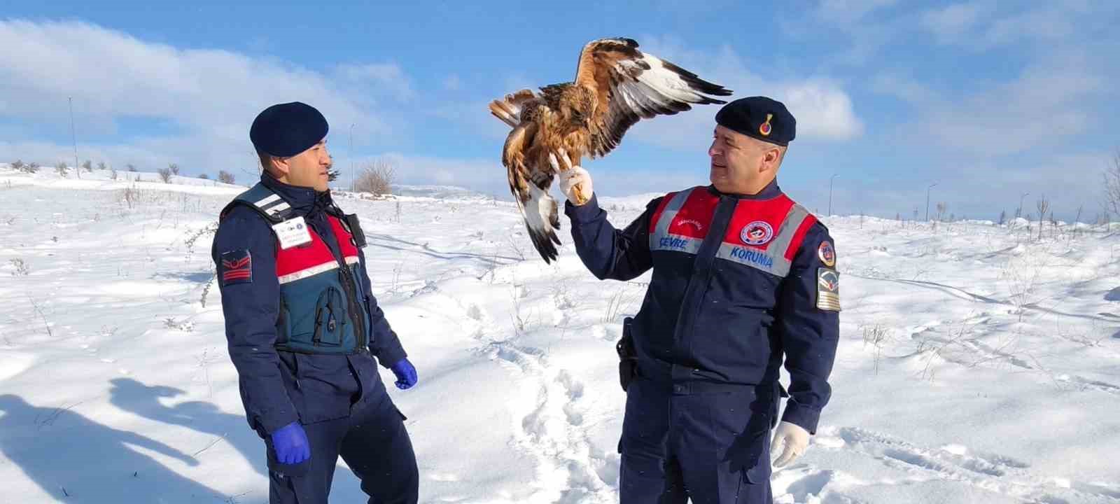 YARALI KIZIL ŞAHİN KORUMA ALTINA ALINDI 