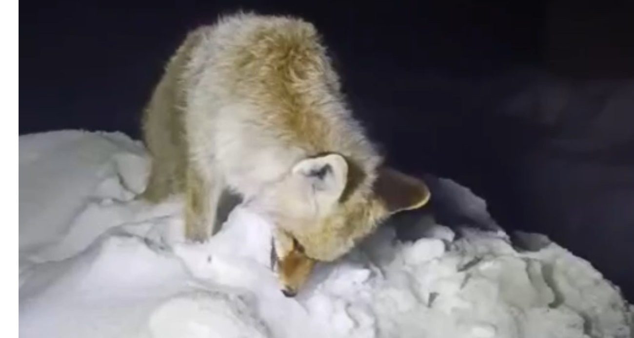 YÜKSEKOVA’DA SİBİRYA SOĞUKLARI: TİLKİ AYAKTA DONDU 