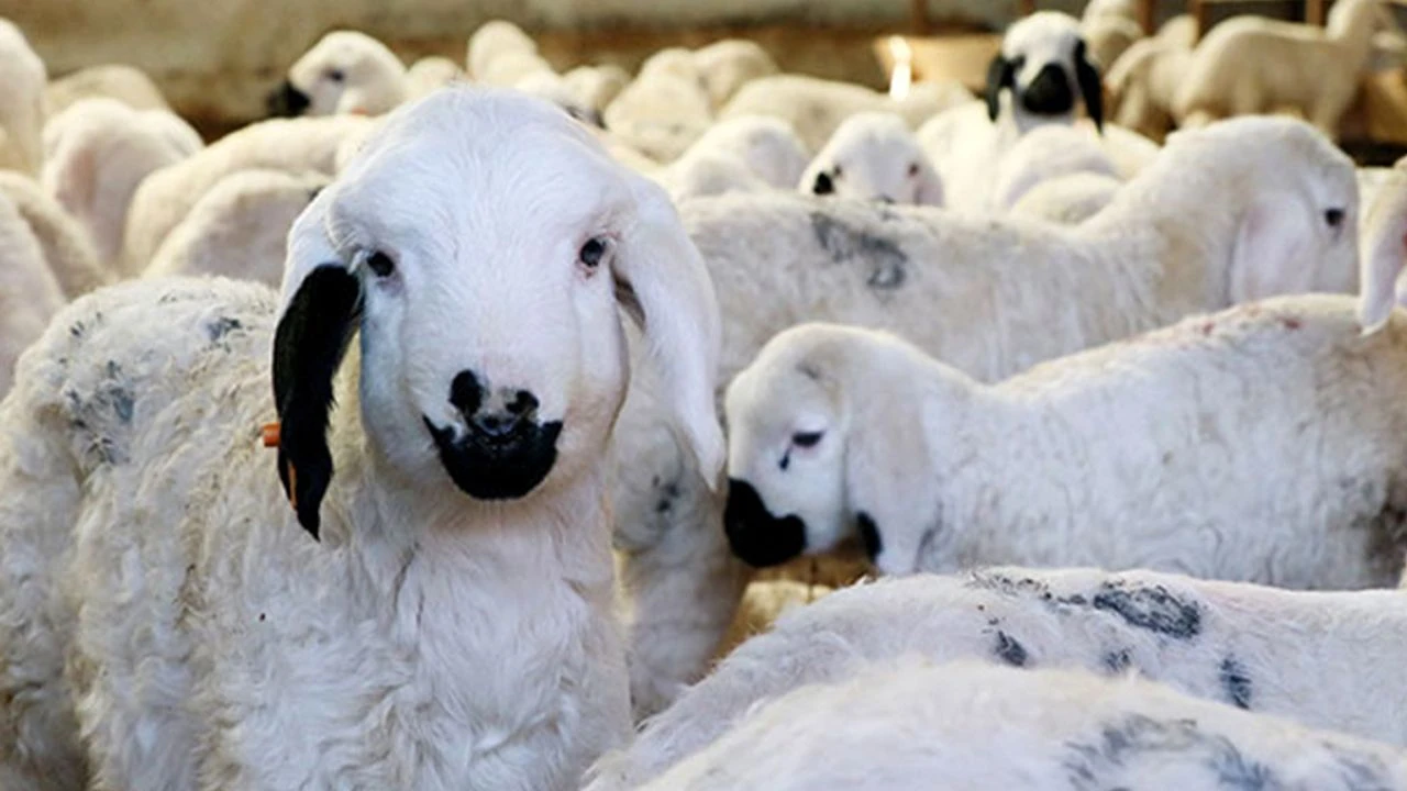 YOZGAT BESİCİSİNE  1,2 MİLYON TL’YE KADAR  FAİZSİZ KREDİ DESTEĞİ