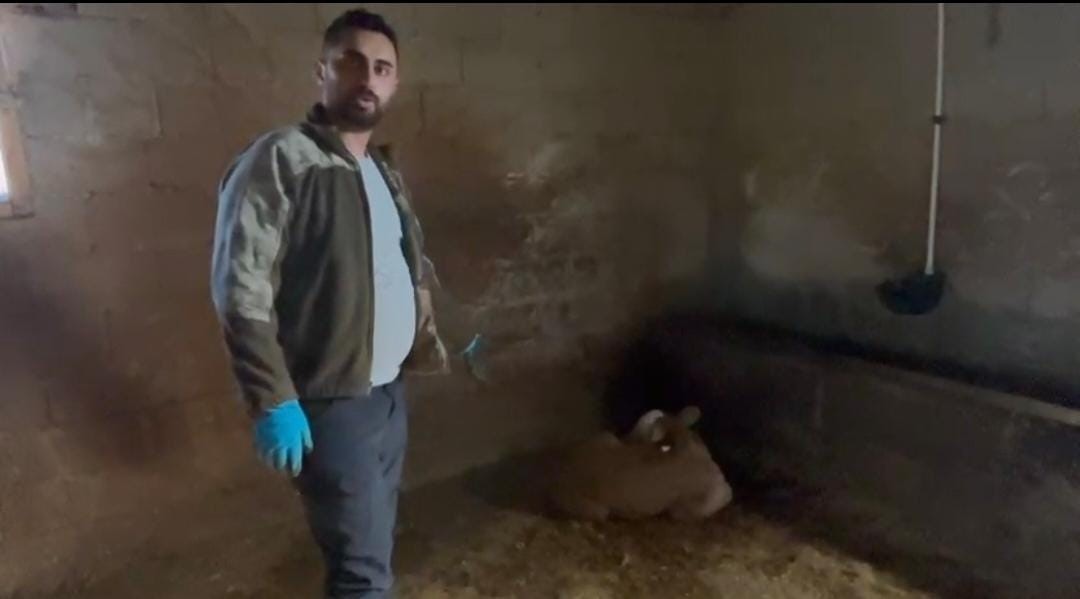 YOZGAT’TA AHIRLARA YILDIRIM DÜŞTÜ, HAYVANLAR TELEF OLDU 