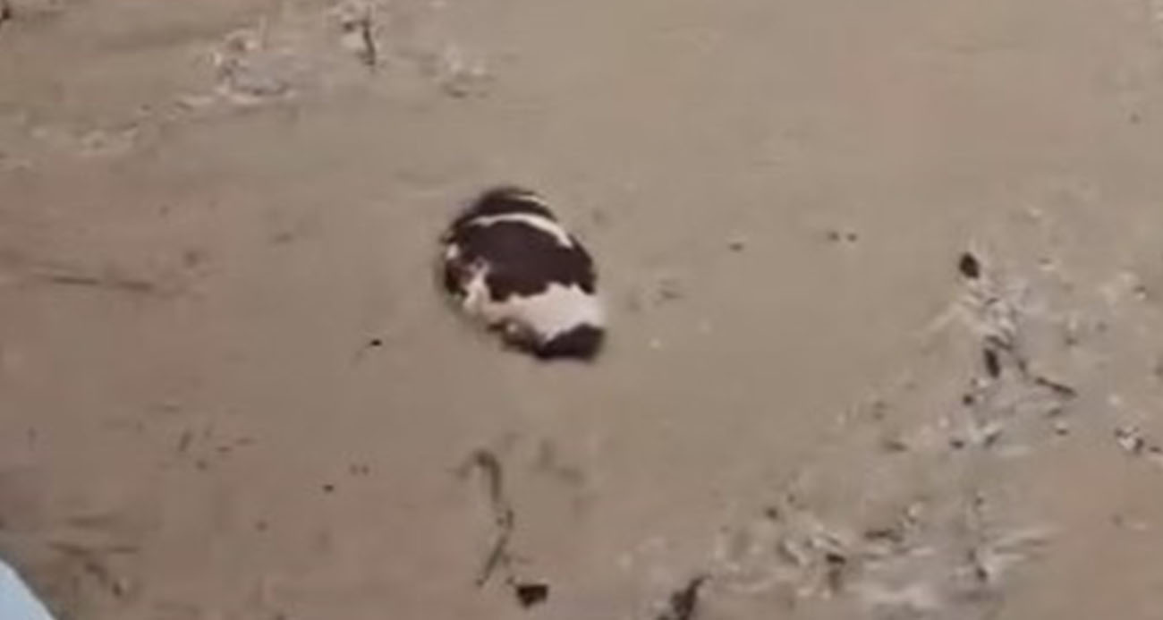 YATAĞAN’DA İNEK SEL SULARINA KAPILDI